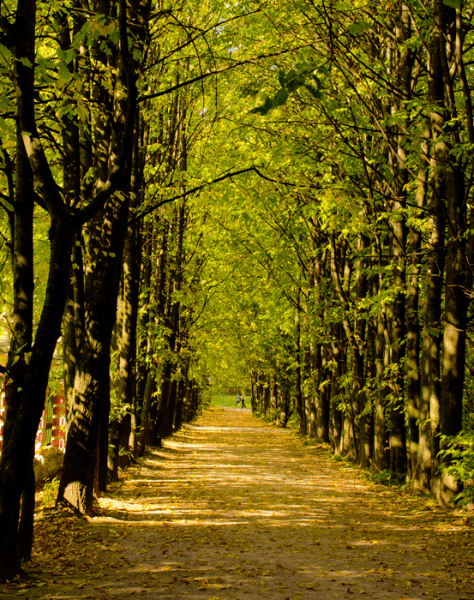 Осенний парк Pliz