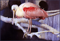 Flamingue Rose