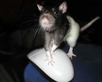 Мышь в стакане _