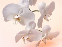 orchideja2004 +