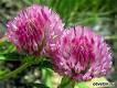 Red Clover ***