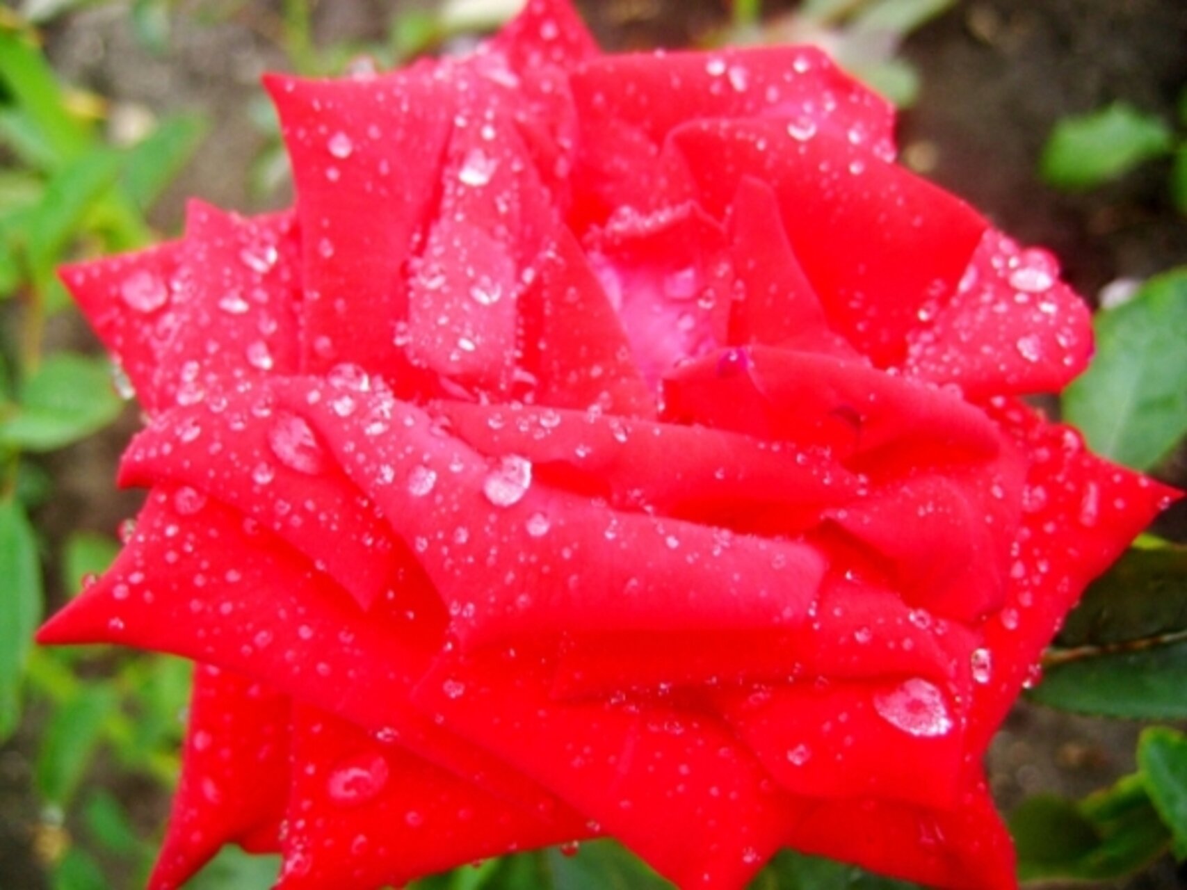 Красота розы Niurka
