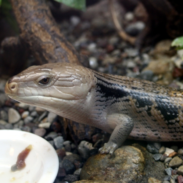 Тиликва (лат. Tiliqua scincoides) — ящерица из семейства сцинковых puzzle