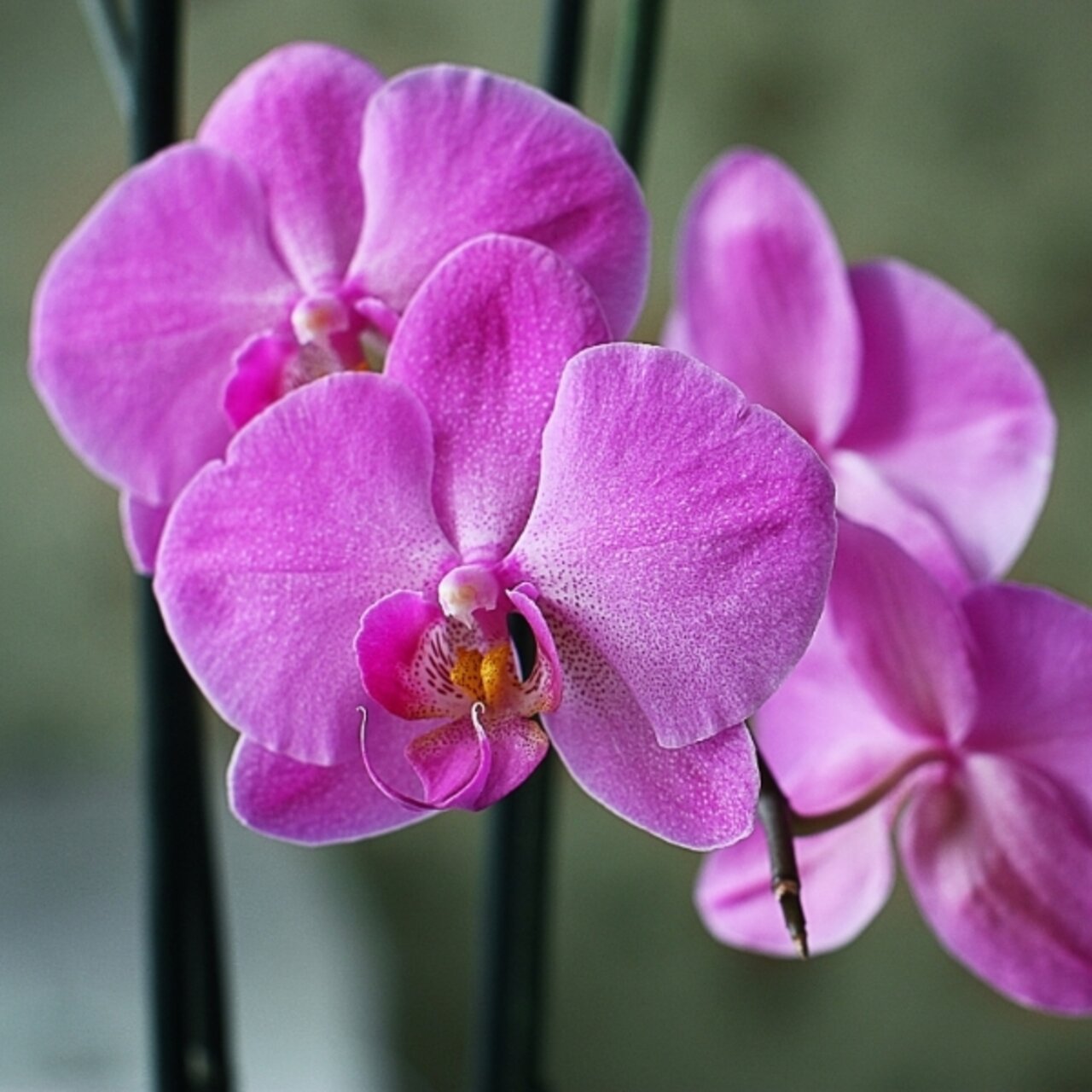 орхидея Sharisha