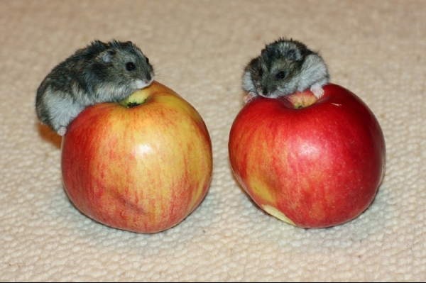 два хомяка едят одинаковые яблоки... вкусы совпадают! Sh@rish@