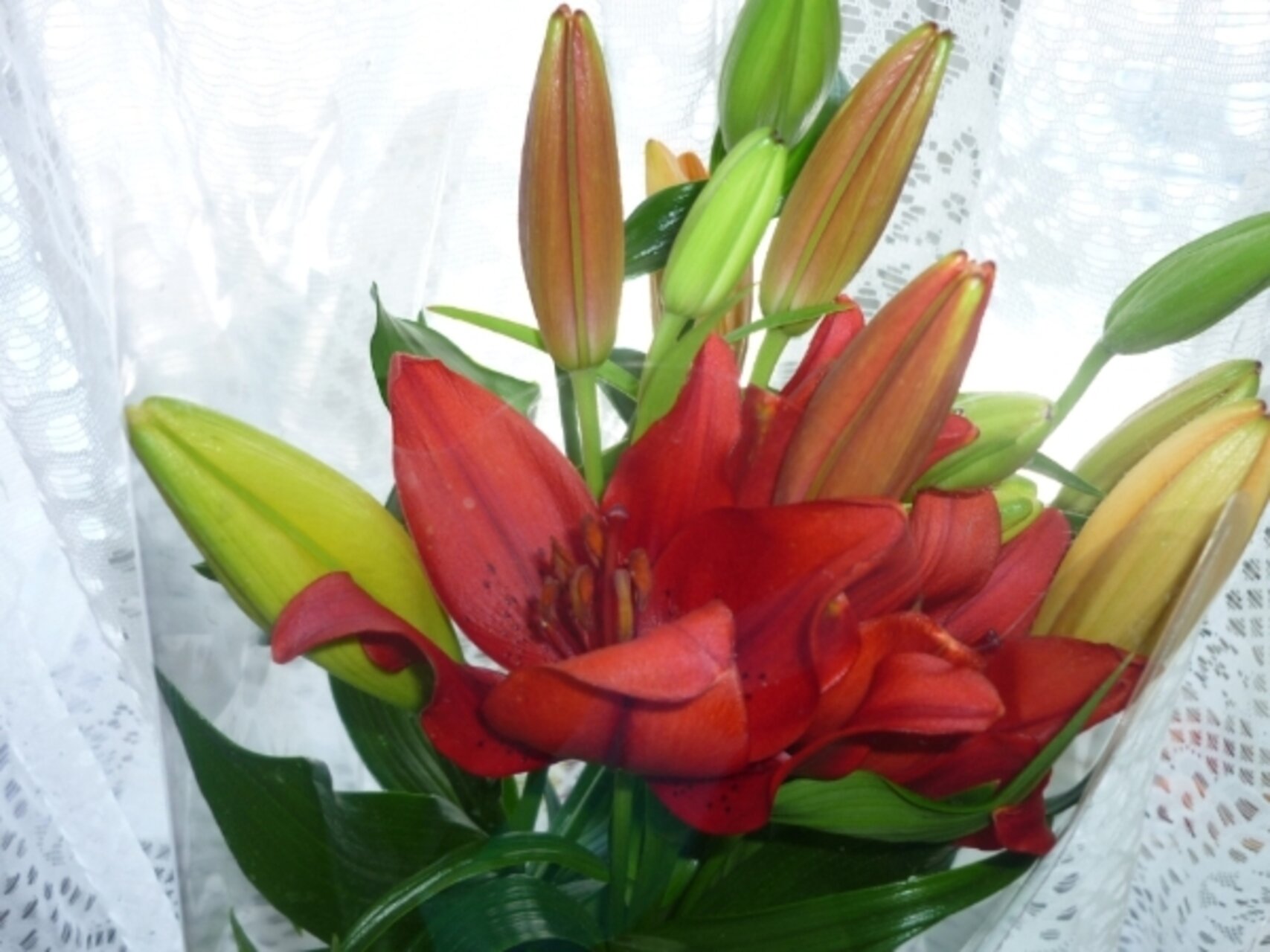 С днем рождения Ева.ру 
Я цветы вам подарю:)
Лилии красные,
Очень уж прекрасные!
 Танга