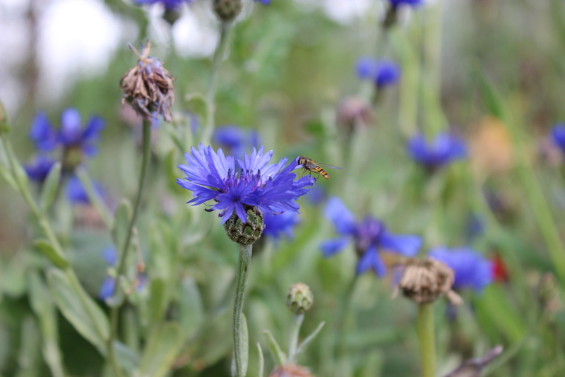 В медицине используется василёк синий, его цветки обладают мочегонным действием, применяются при отёках, связанных с болезнями почек.

Васильки используются в косметике
 marina-laura
