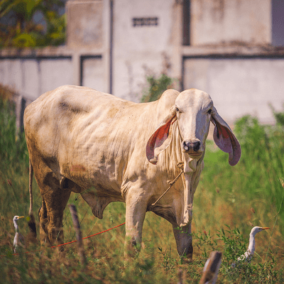 Корова- священное животное в индуизме. Pink30
