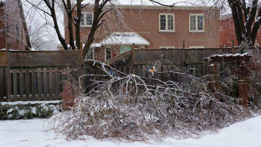 После сильного ледяного дождя. Дерево под тяжестью льда упало на забор. ... Наташа...