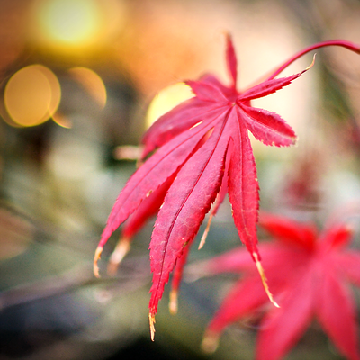 Осенний лист красный Valentinka