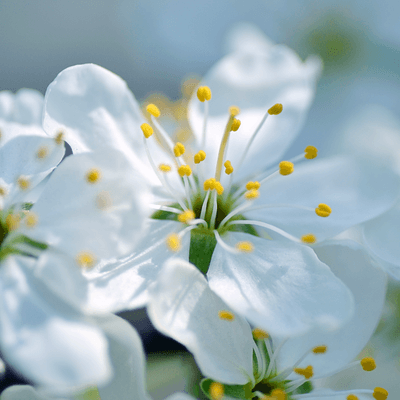 Цветы вишни - воплощение чистоты и надежды. Valentinka
