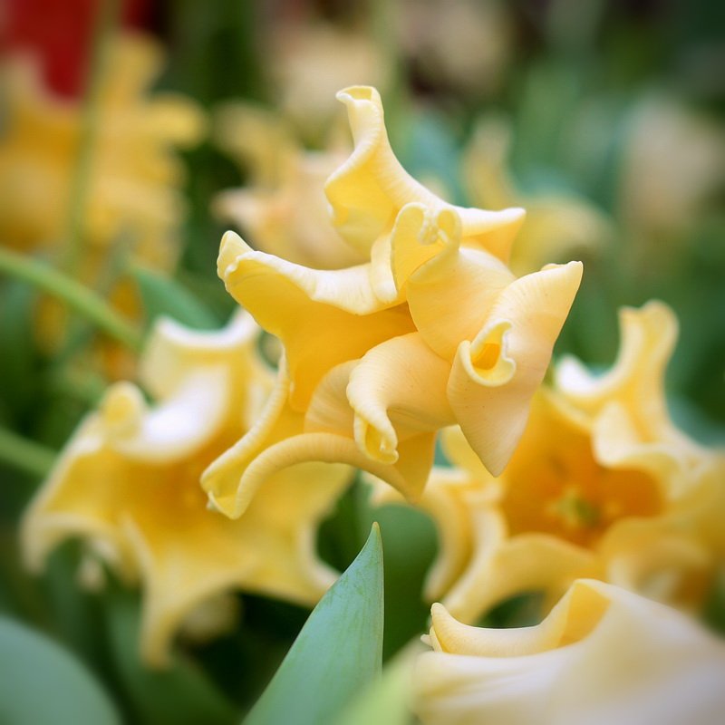 Волнистый тюльпан 'Yellow crown' Valentinka