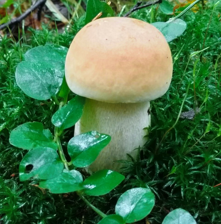 Белый гриб Е.М.К.