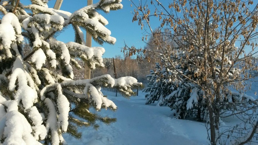 Чародейкою Зимою
Околдован, лес стоит,
И под снежной бахромою,
Неподвижною, немою,
Чудной жизнью он блестит. Е.М.К.