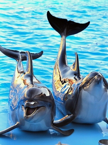 Дельфины Тeя