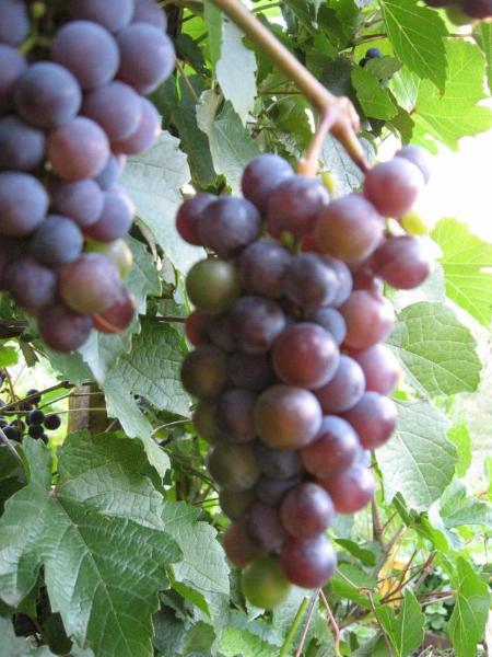 Виногра́д (лат. Vítis) — род растений семейства Виноградовые, а также плоды таких растений, в зрелом виде представляющие собой сладкие ягоды. COOLема