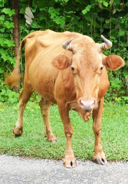 Корова - священное животное в Индии Sincerita