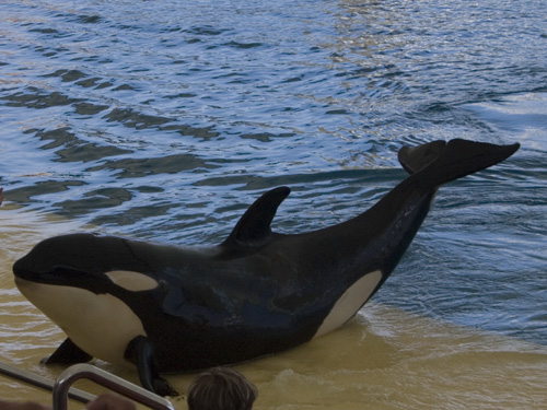 Косатки - крупнейшие и очень проворные плотоядные дельфины.  ShКittу
