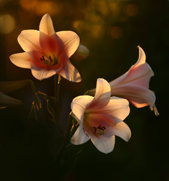 Лилия (Lilium regale) julevna