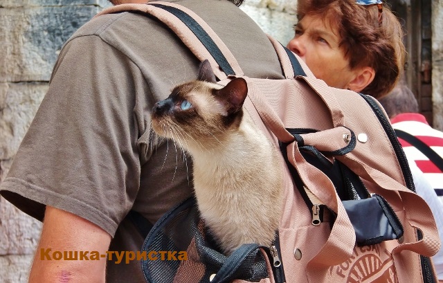 Кошка-туристка Ктотута