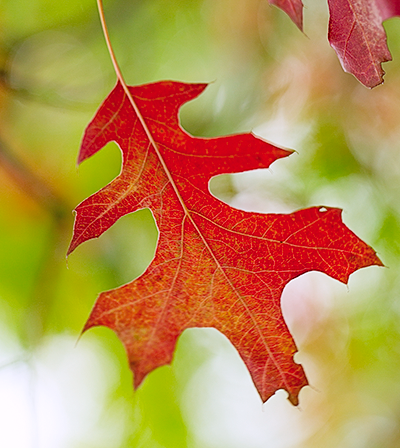 Осенний лист/листья дуба ignis fatuus