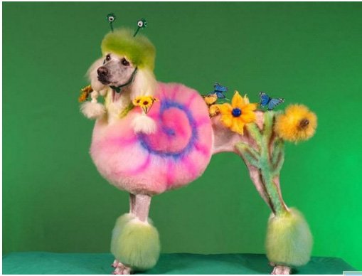 Картинки по запросу Необычные стрижки и покраска собак: