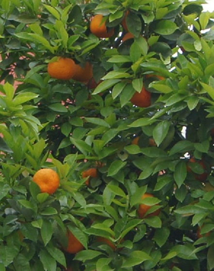 Мандарины Juneberry (Июньская Ягода)
