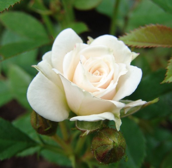 Роза - цветок романтиков! :-) М@тильДа