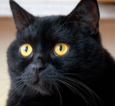 Мой любимый черный кот) ☀Maraбу☀