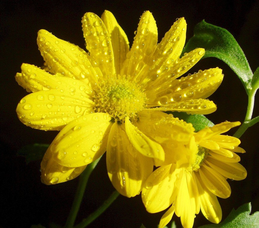 Цветок желтый с каплями воды Gr0zzaR