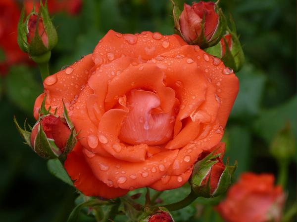 Красная роза - символ любви! Янkа