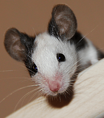 Мышка Yulietta