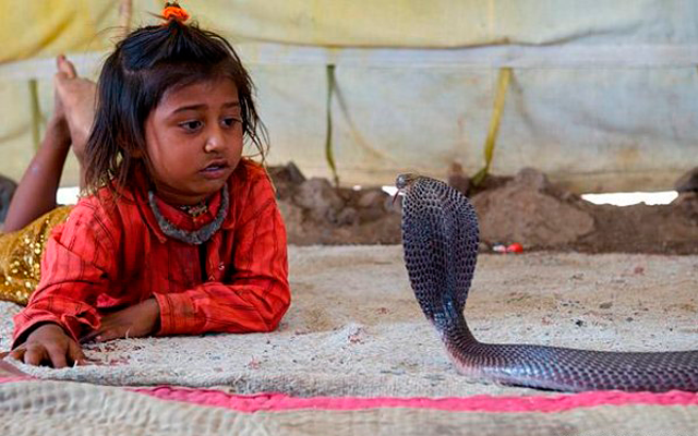 Двухлетняя укротительница змей