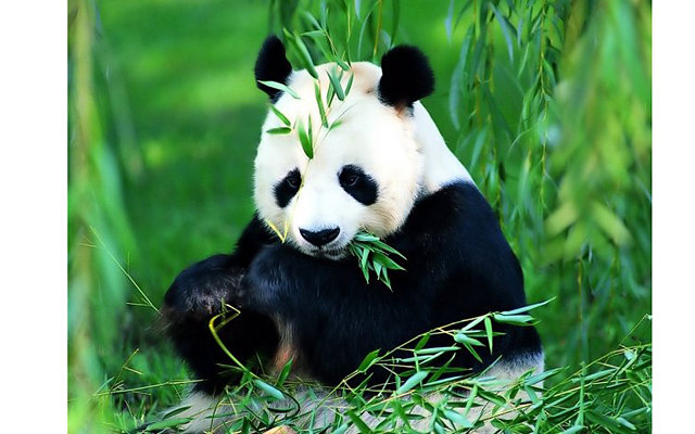 В Америке впервые родились близнецы панды