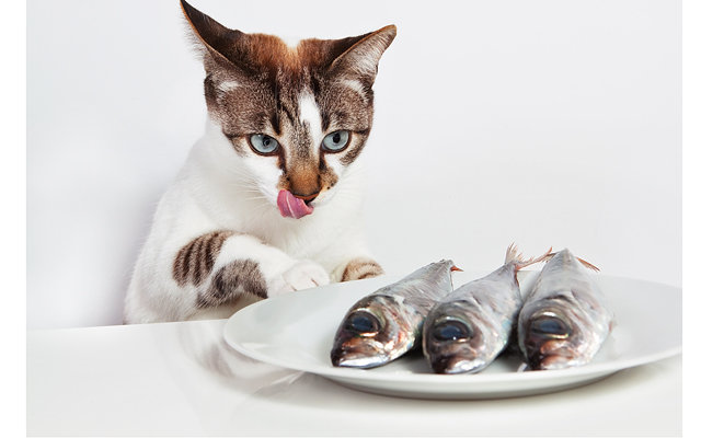 Почему кошку нельзя кормить рыбой? 