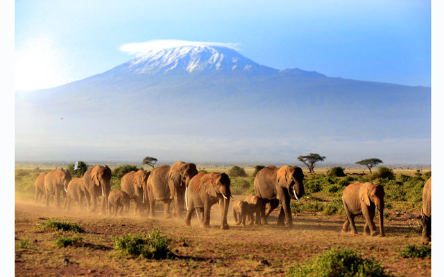 В Кении можно будет наблюдать миграцию слонов