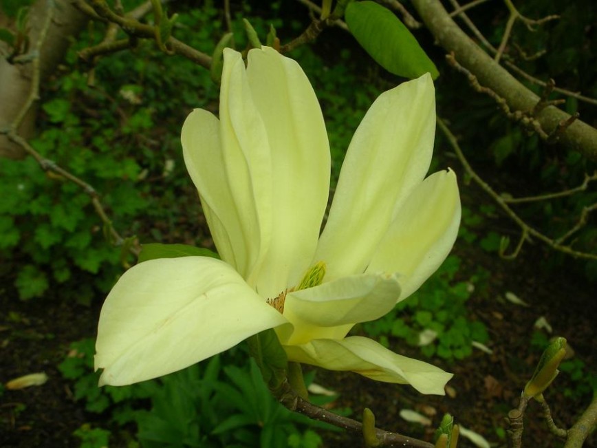 Magnolia VenusMars