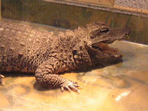 Крокодил Ольгута