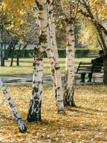 Золотая осень в Красноярске. 2 года назад. в парке возле цирка :) Kentessa (РК Мой маленький мужчина)