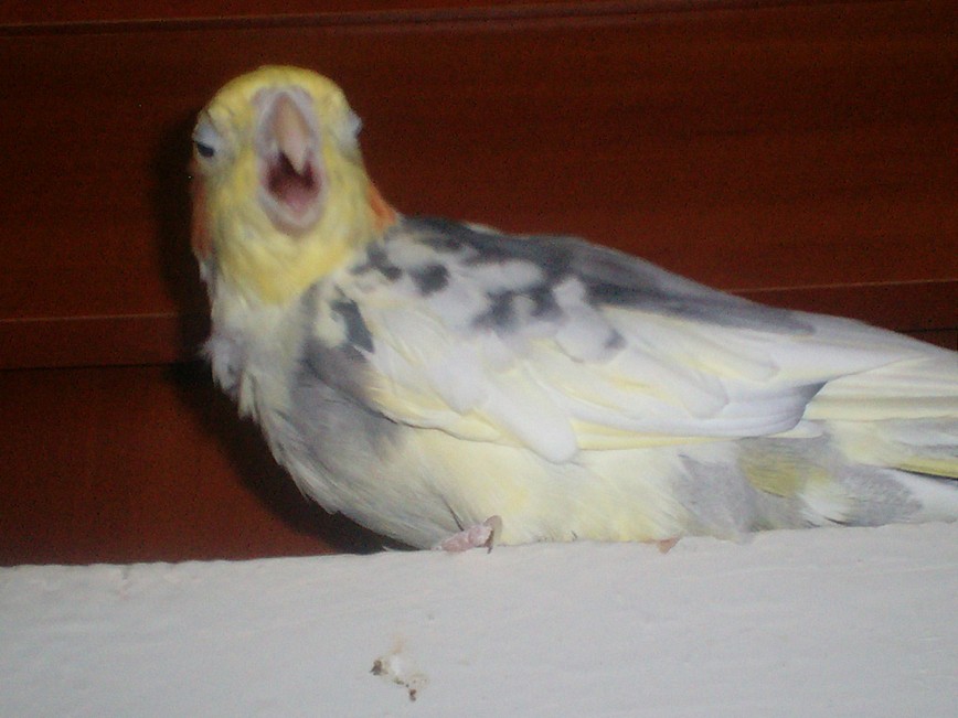 Попугай травоядный schubka
