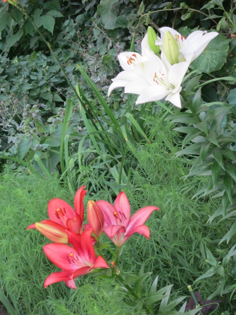 Лилии красная и белая. Снято на даче летом nikitinda_73