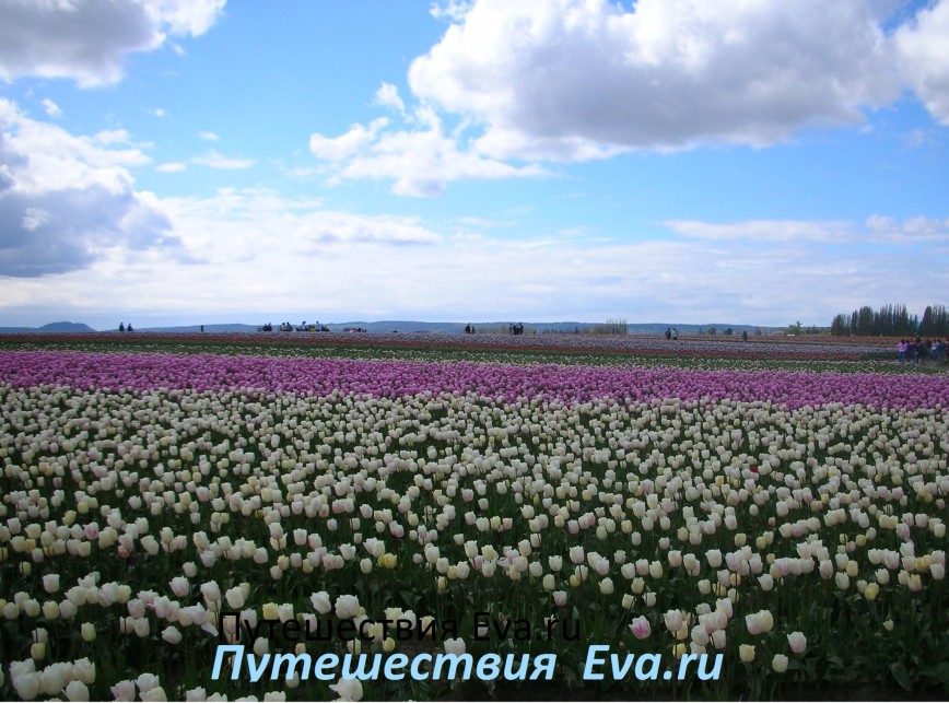 Путешествия Eva.ru : в стране свободы и тюльпанов. The Sea under the sky