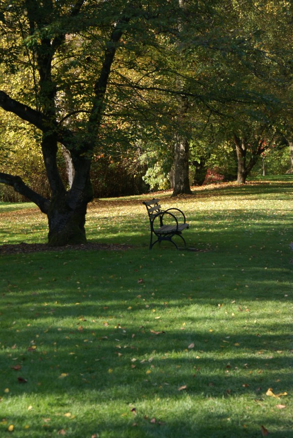 Тропинка в парке засыпана листвой. Green Fox