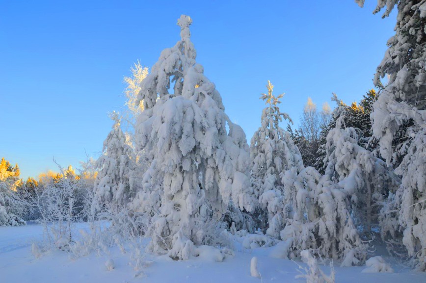 Чародейкою Зимою
Околдован, лес стоит,
И под снежной бахромою,
Неподвижною, немою,
Чудной жизнью он блестит.  ✌ Я ПРОСТО  Я  ✌  
