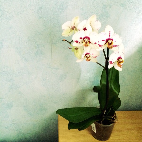 Цветы на Eva.ru Моя весна