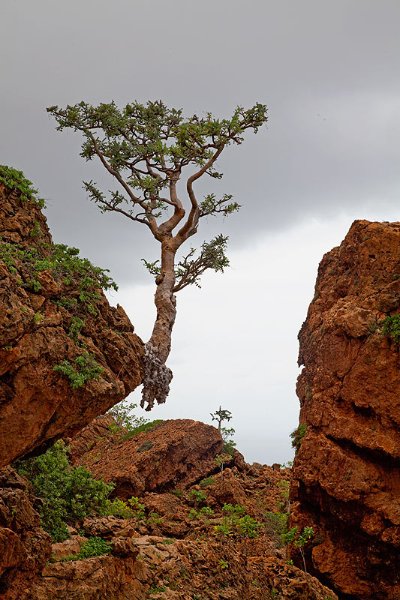 И на камнях растут деревья.......

о. Сокотра, Йемен, 700 метров выше уровня моря. Для меня до сих пор загадка, как оно там держится :) Evitta