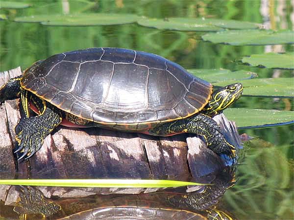Painted turtle- Черепаха с расписным панцирем. Живет в США и Канаде, в теплых озерах. Очень интересно за ними наблюдать в природных условиях Sania