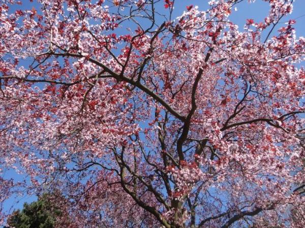 Природа - цветение Сакуры! верная скво