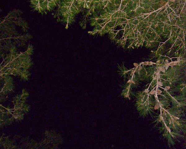 Сосны на фоне ночного неба Кабардинки Ladybug❦