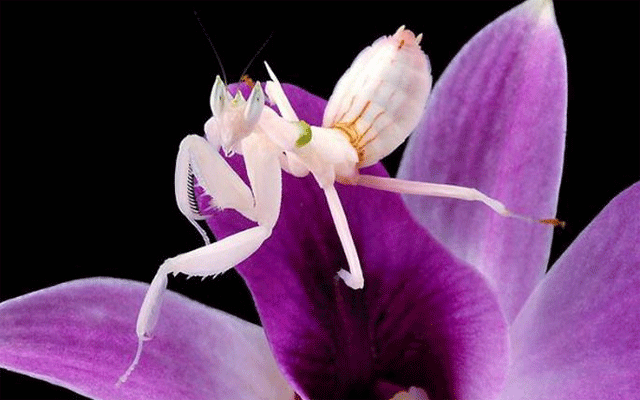 Названо самое красивое насекомое в мире